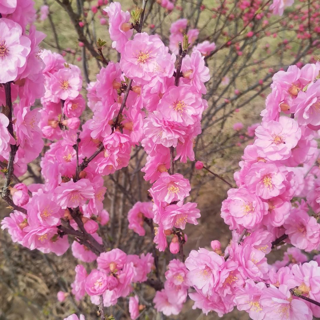 吉祥如意🌸