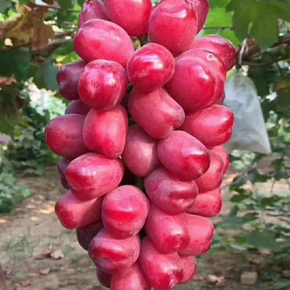 霸王花🌹🌹🌹🌹