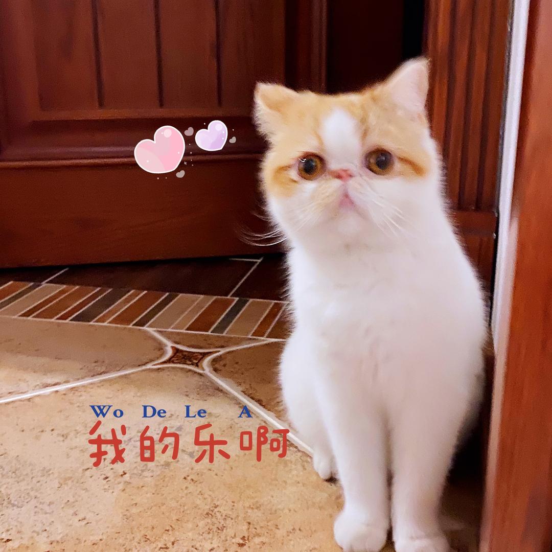 乐真无鞋
