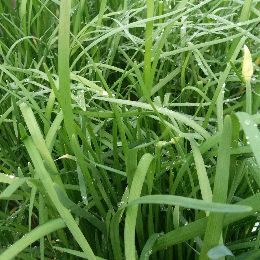 青皮豆
