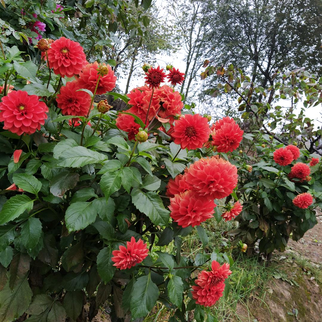 青草