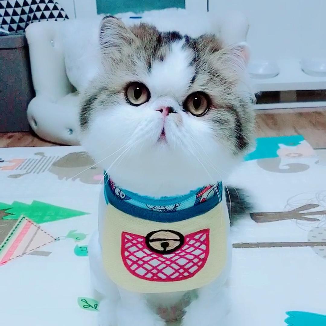 ʚ泡小喵ɞ