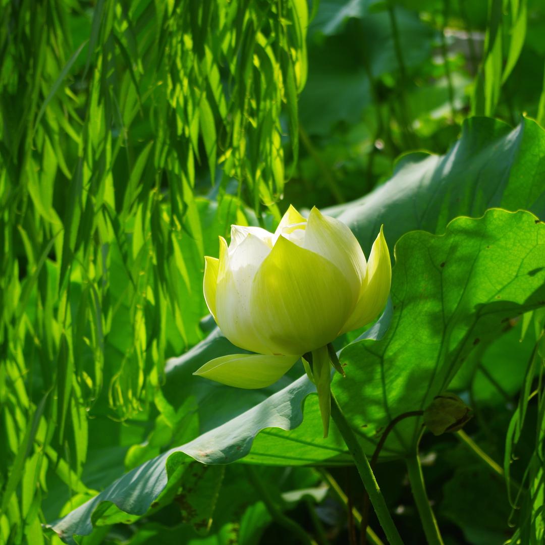 落花成泥