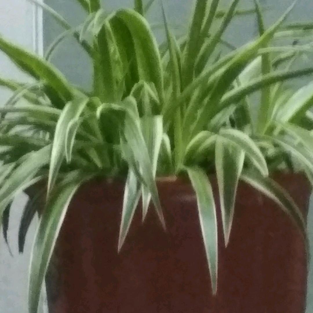 功