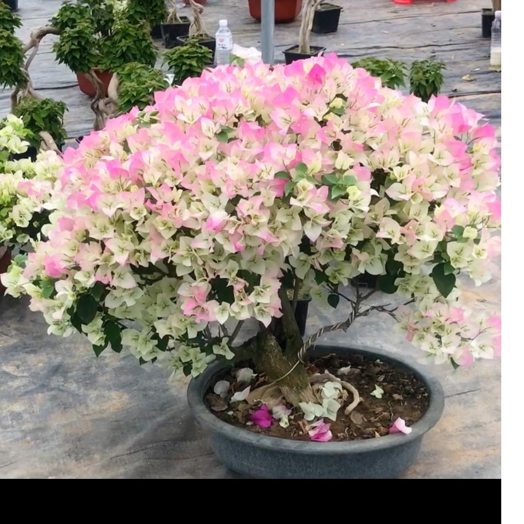 欣晨三角梅园艺场