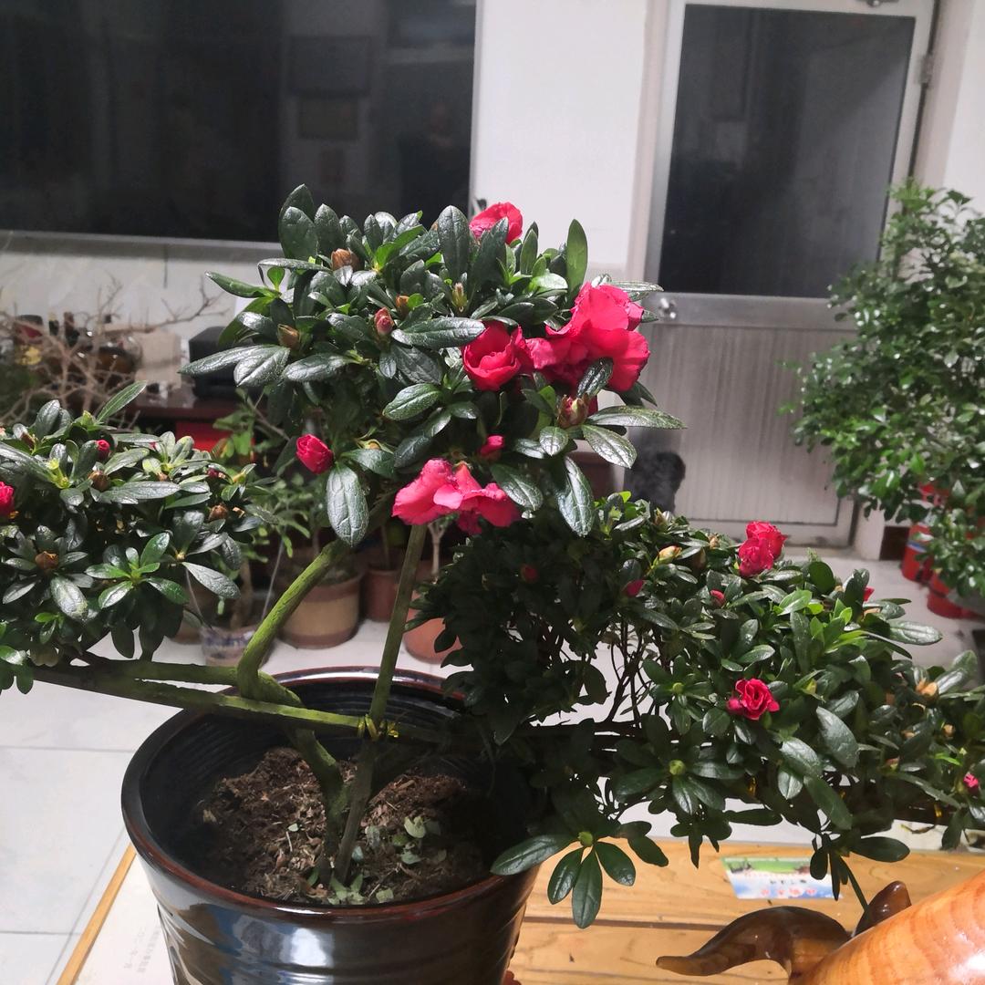 积善堂腰腿疼，