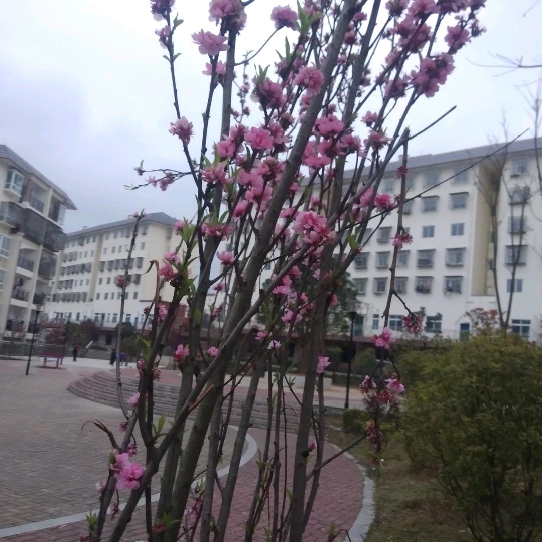 王万菊