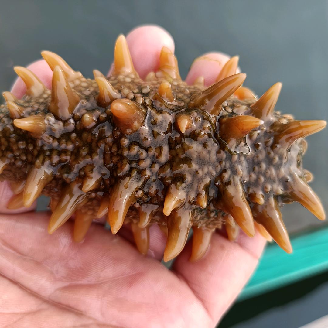 海参养殖户（存让）