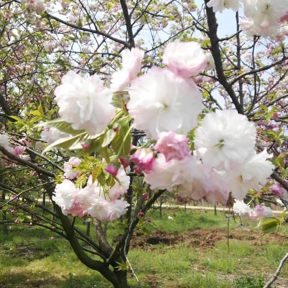清水芙蓉