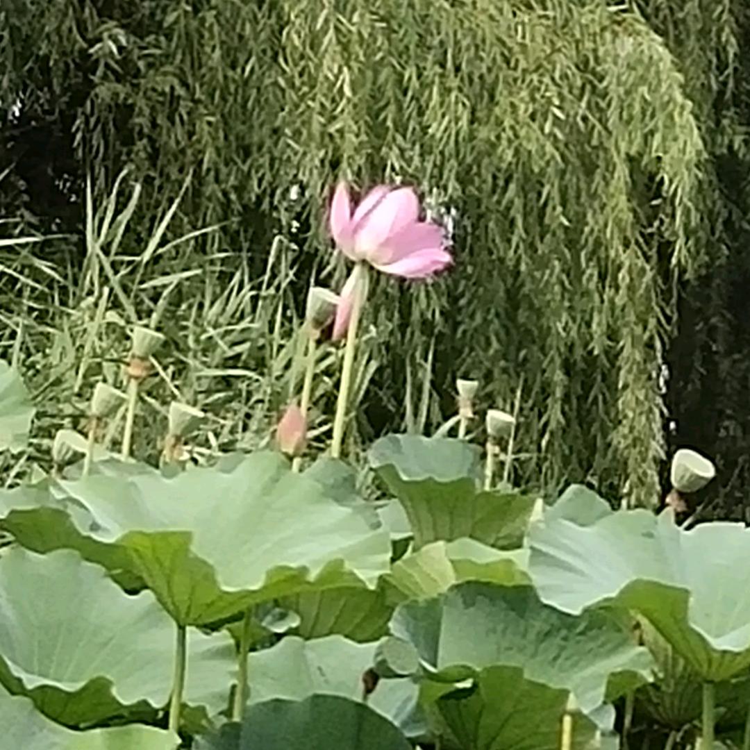 冬去春来又一年