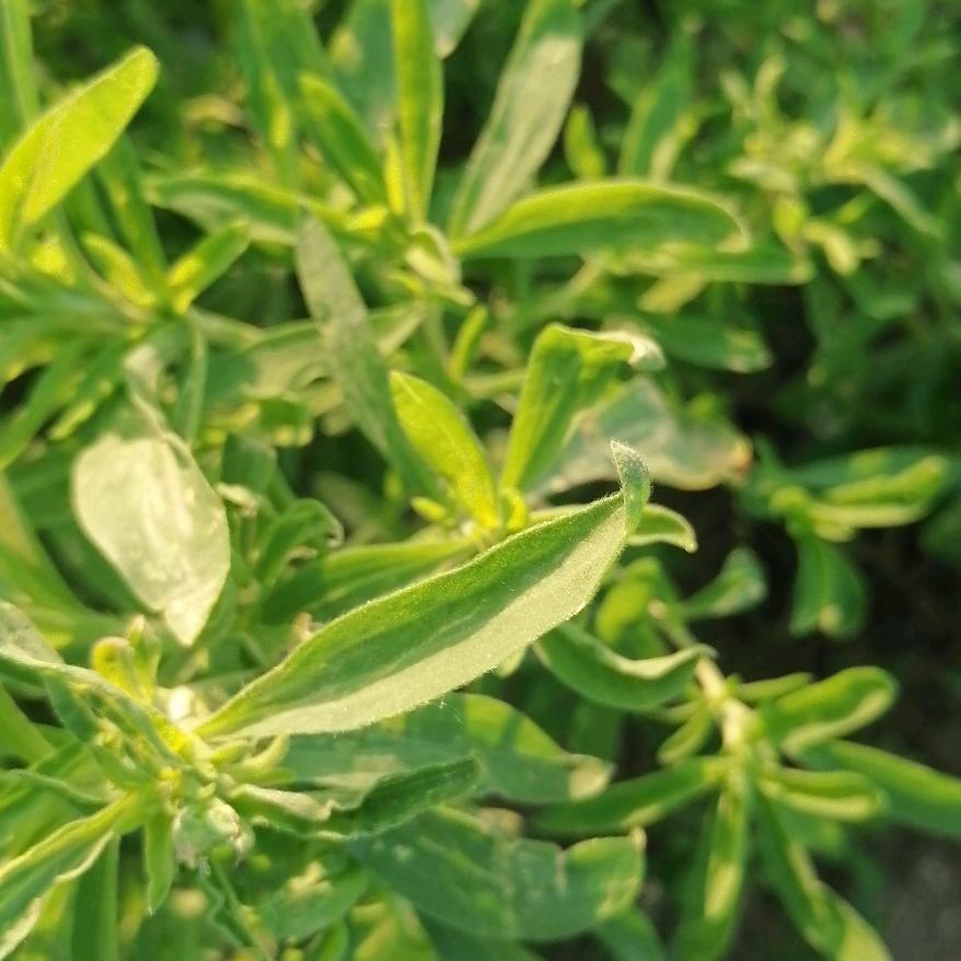 曹亚民，爱自由的人