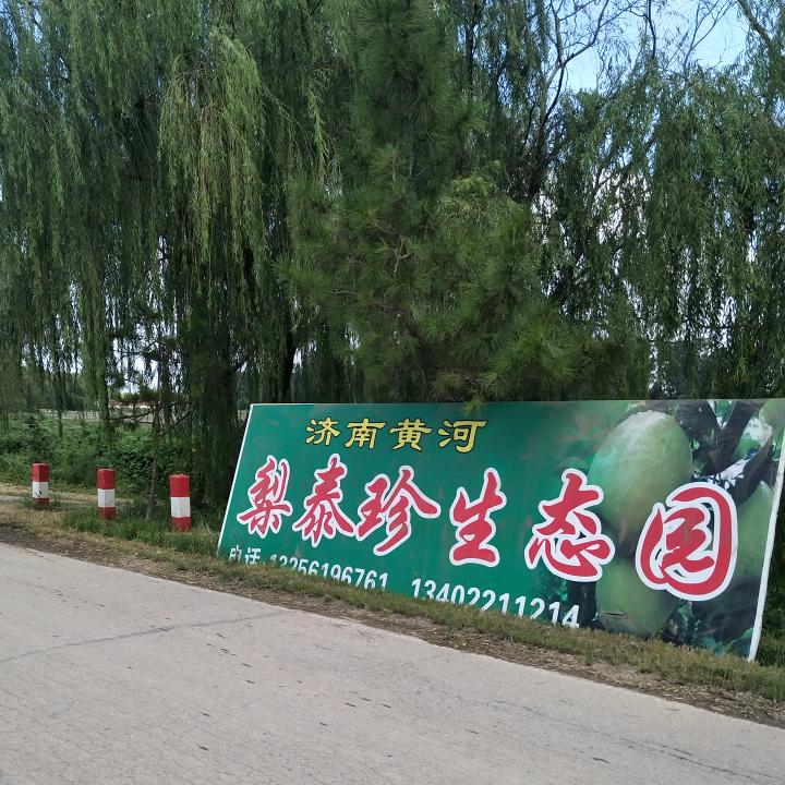 黄河岸边的梨园