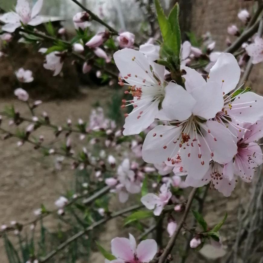 荣