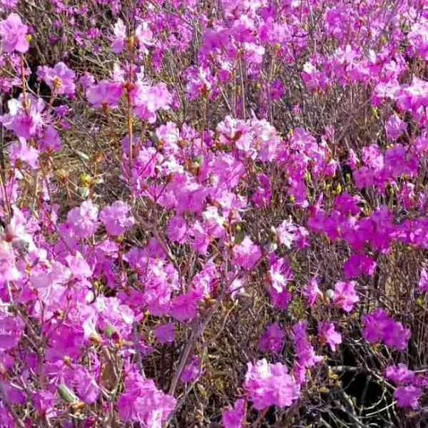 晚霞..晚上8点开播