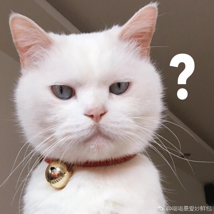 震惊猫