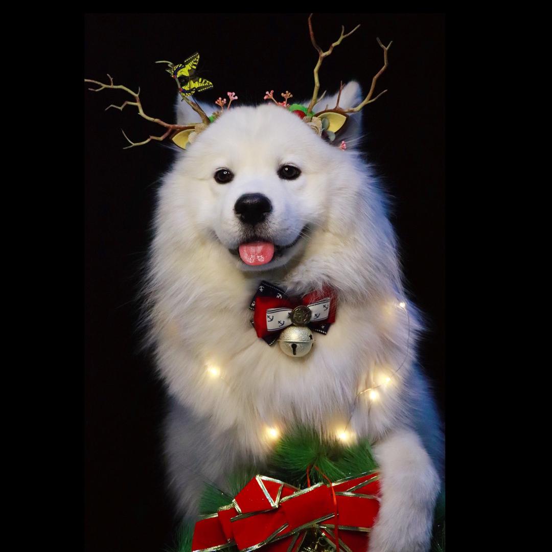 天上掉下个大白酱@抖音