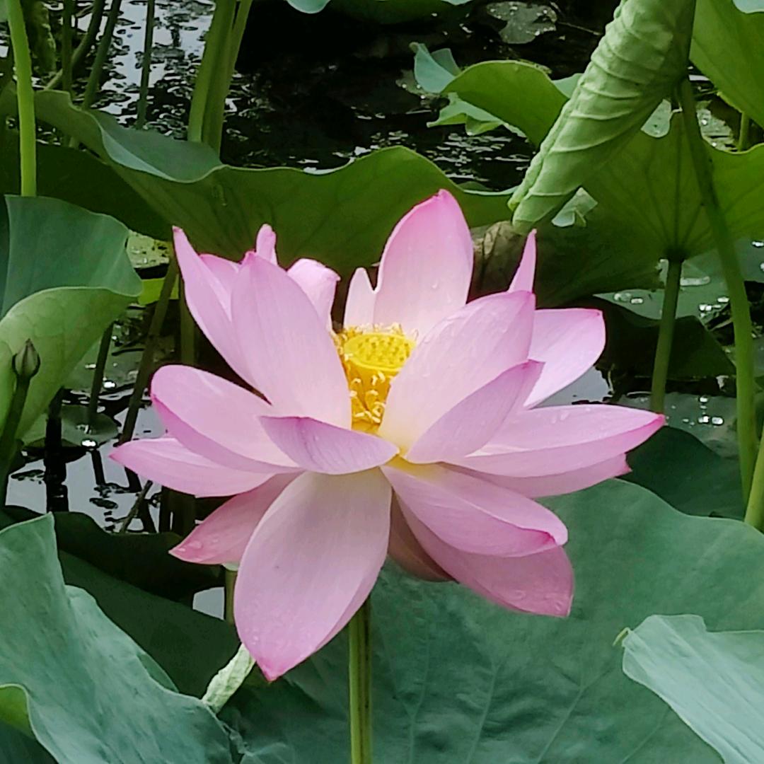 阳光灿烂的日子