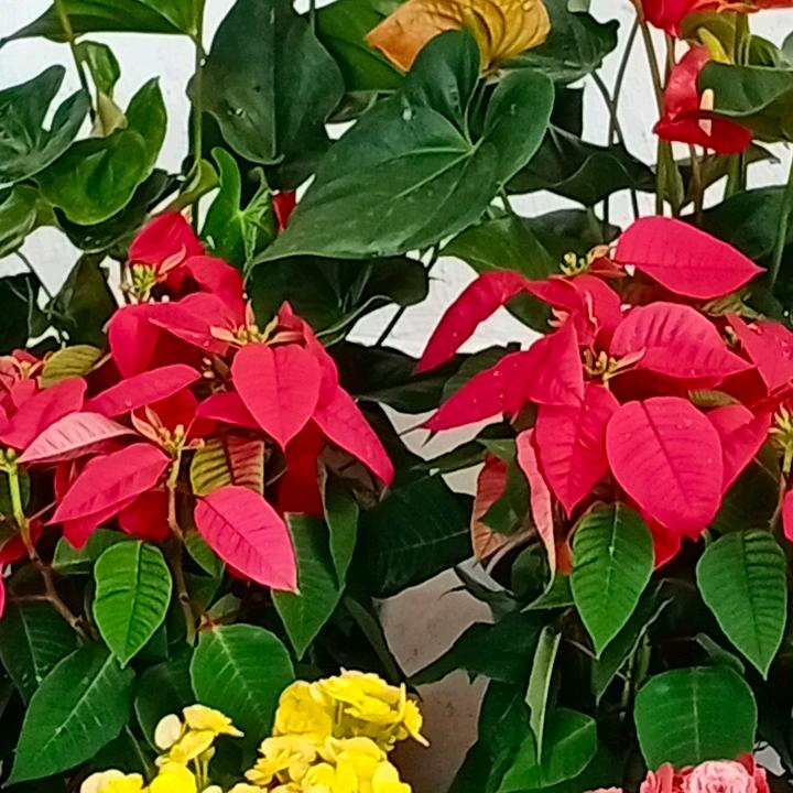 王文立