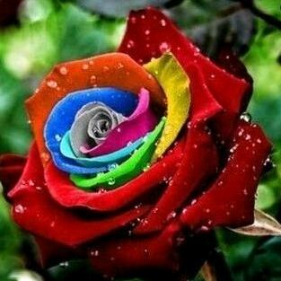 梅艳芬芳