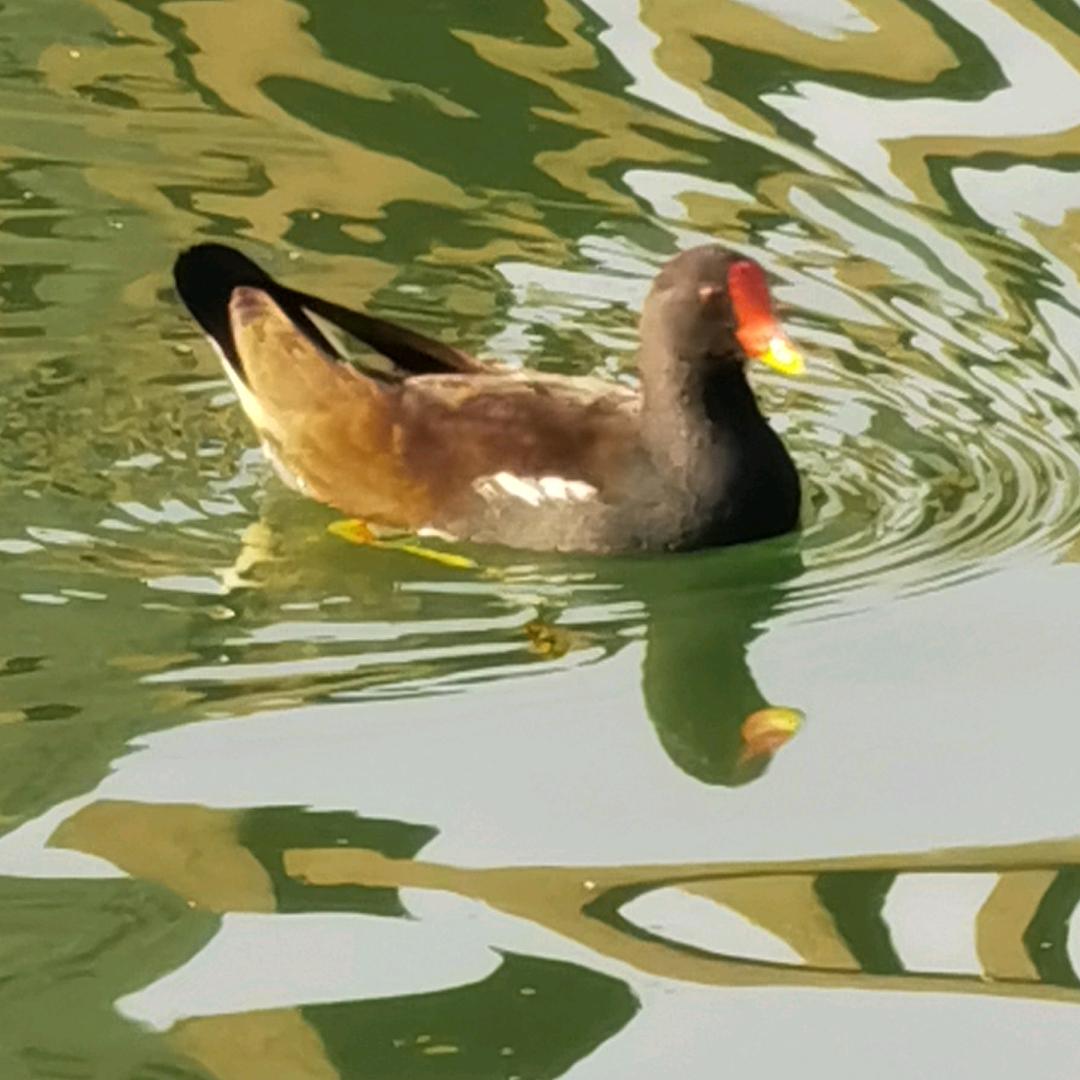 淡泊pin生活