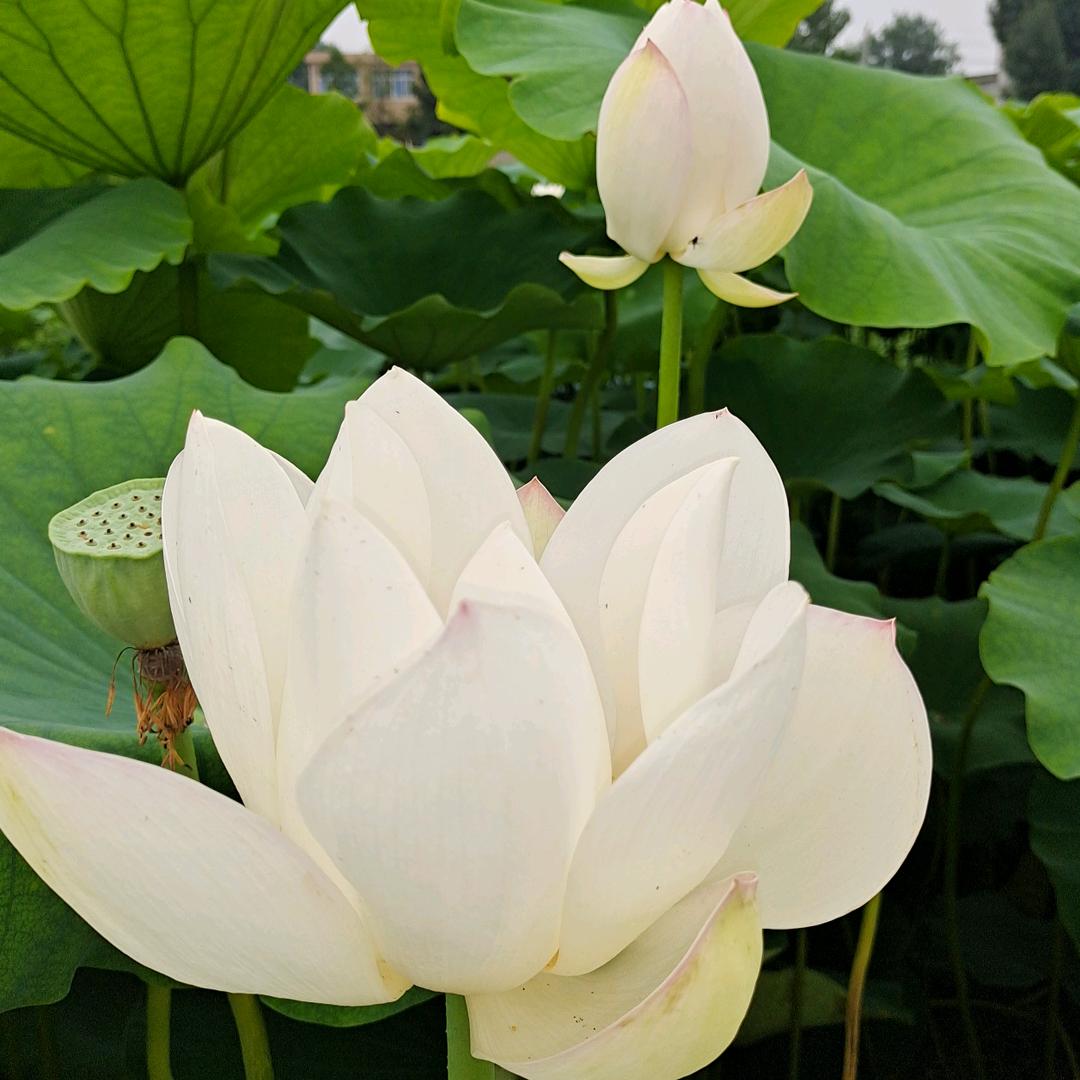 梁白开