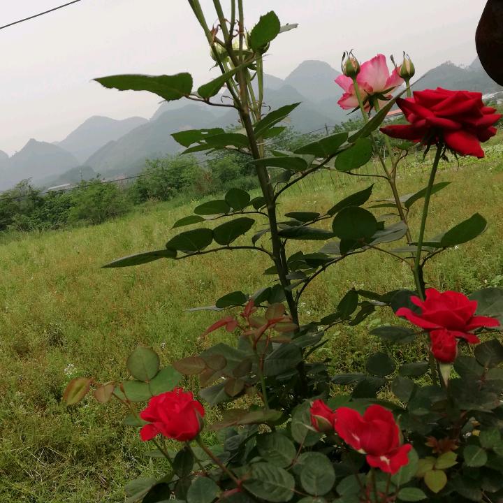 |｡･㉨･)っ♡　方♪