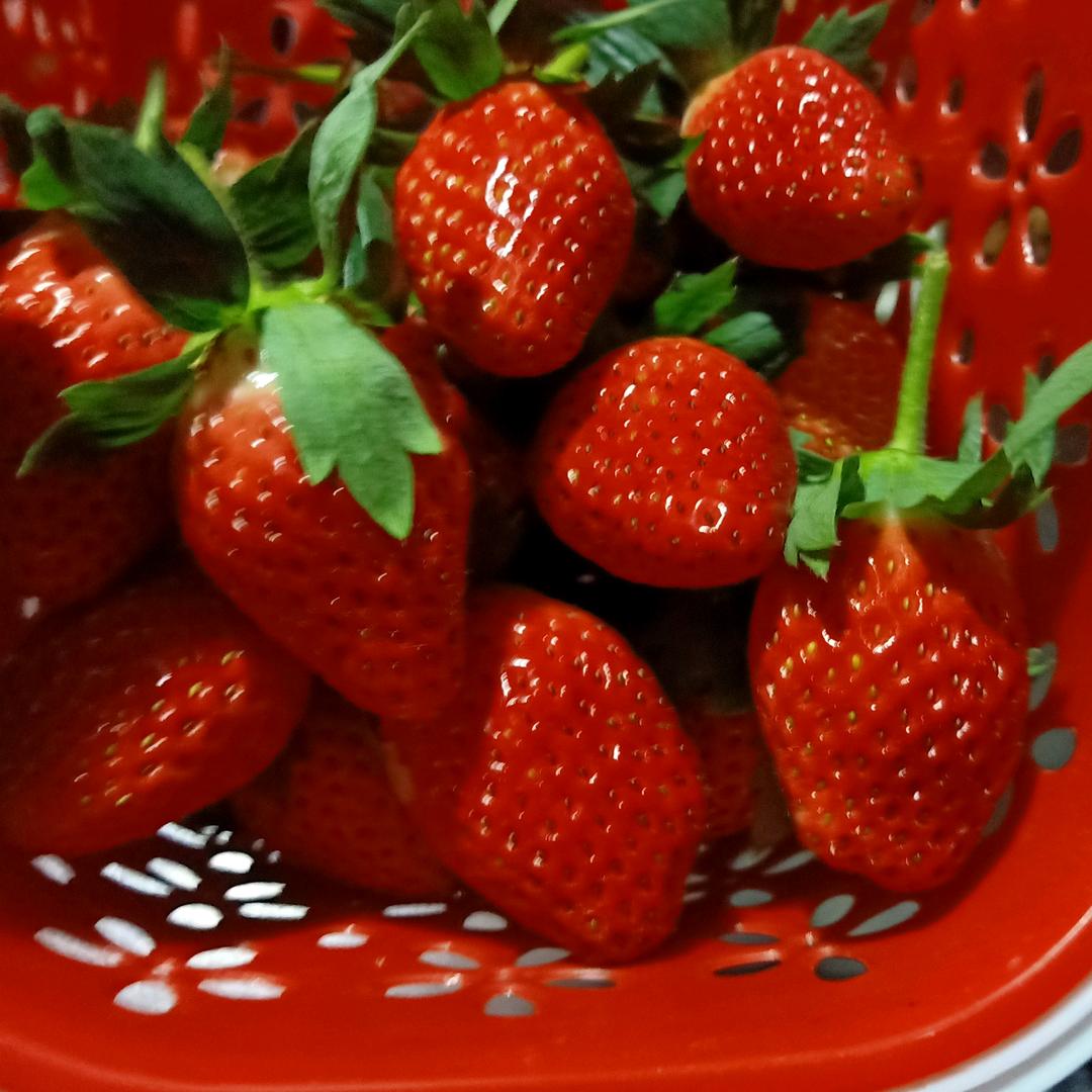 青岩古镇鑫海草莓园