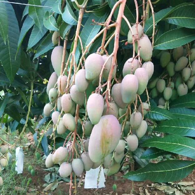 追求我梦想