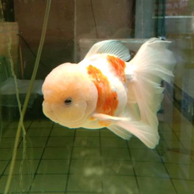 70后（人生如花）