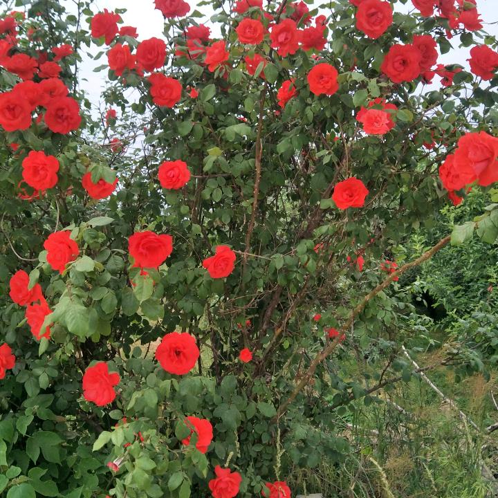 快乐每一天（不定时直播）