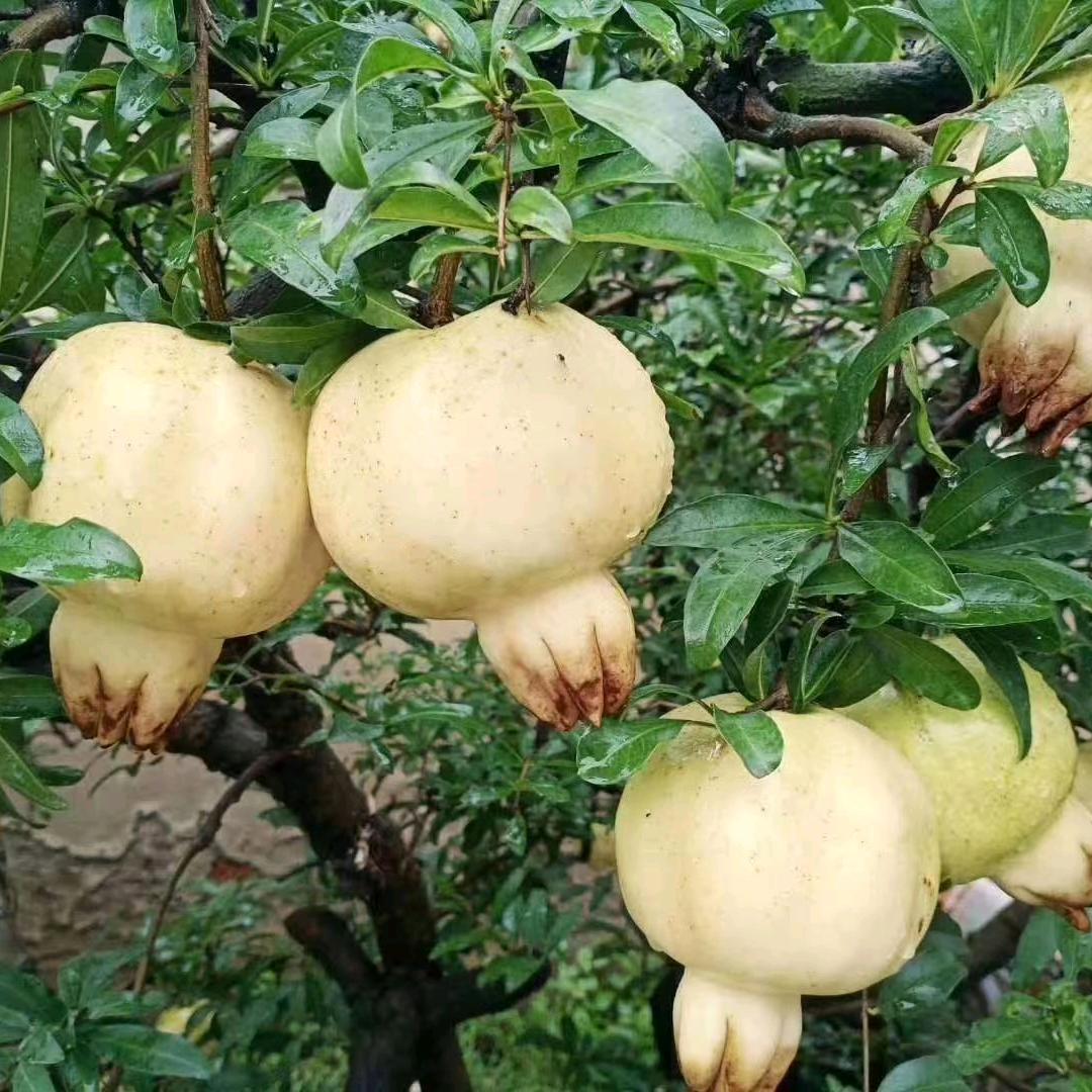 钱大姐石榴采摘园