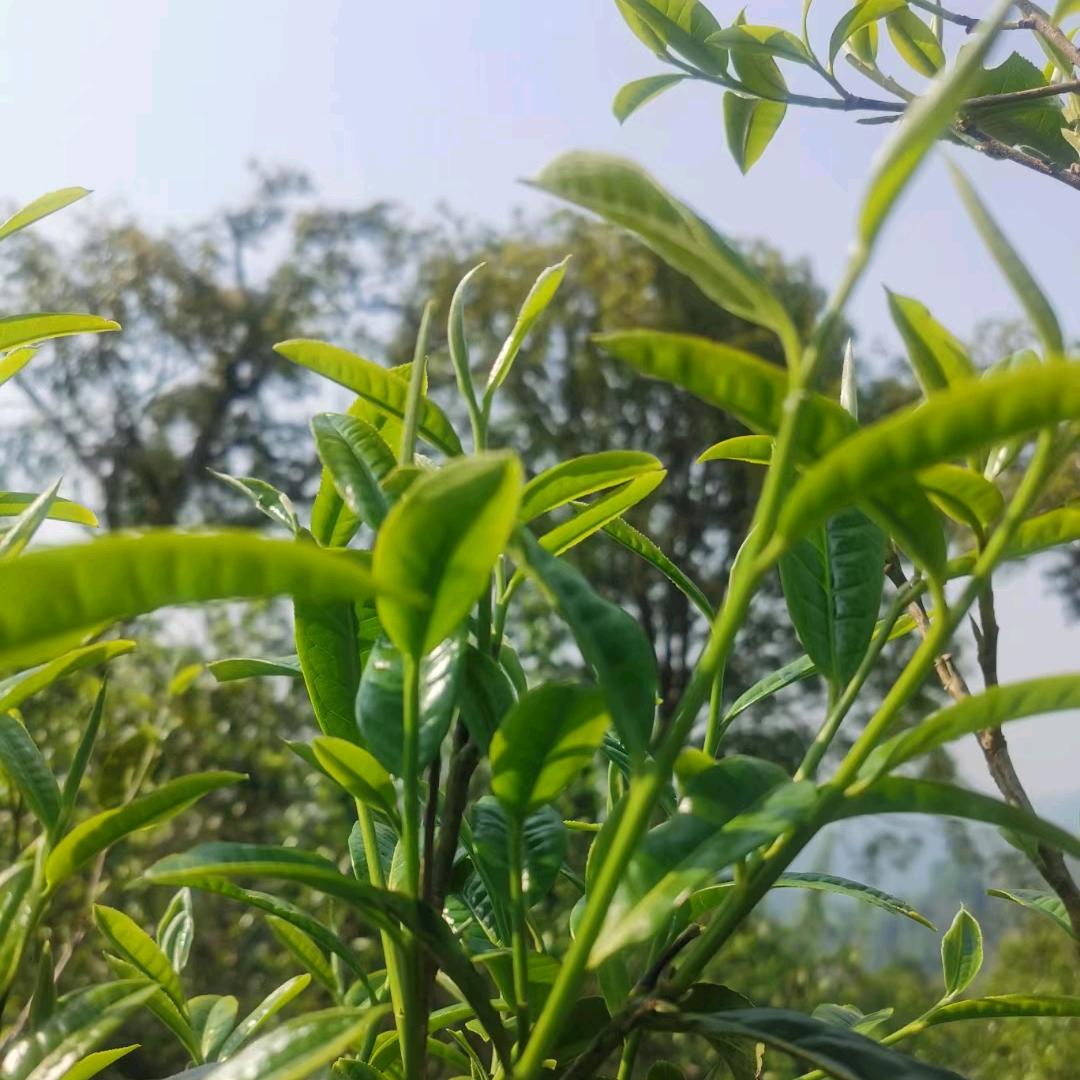 老班章81号