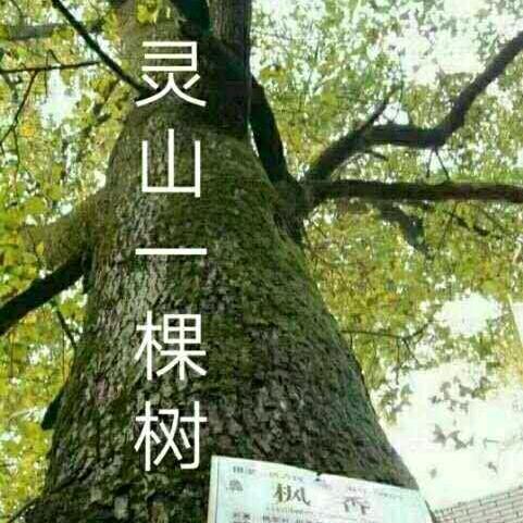 灵山一棵树