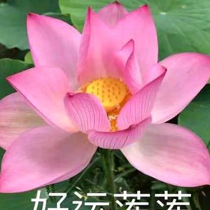 香香