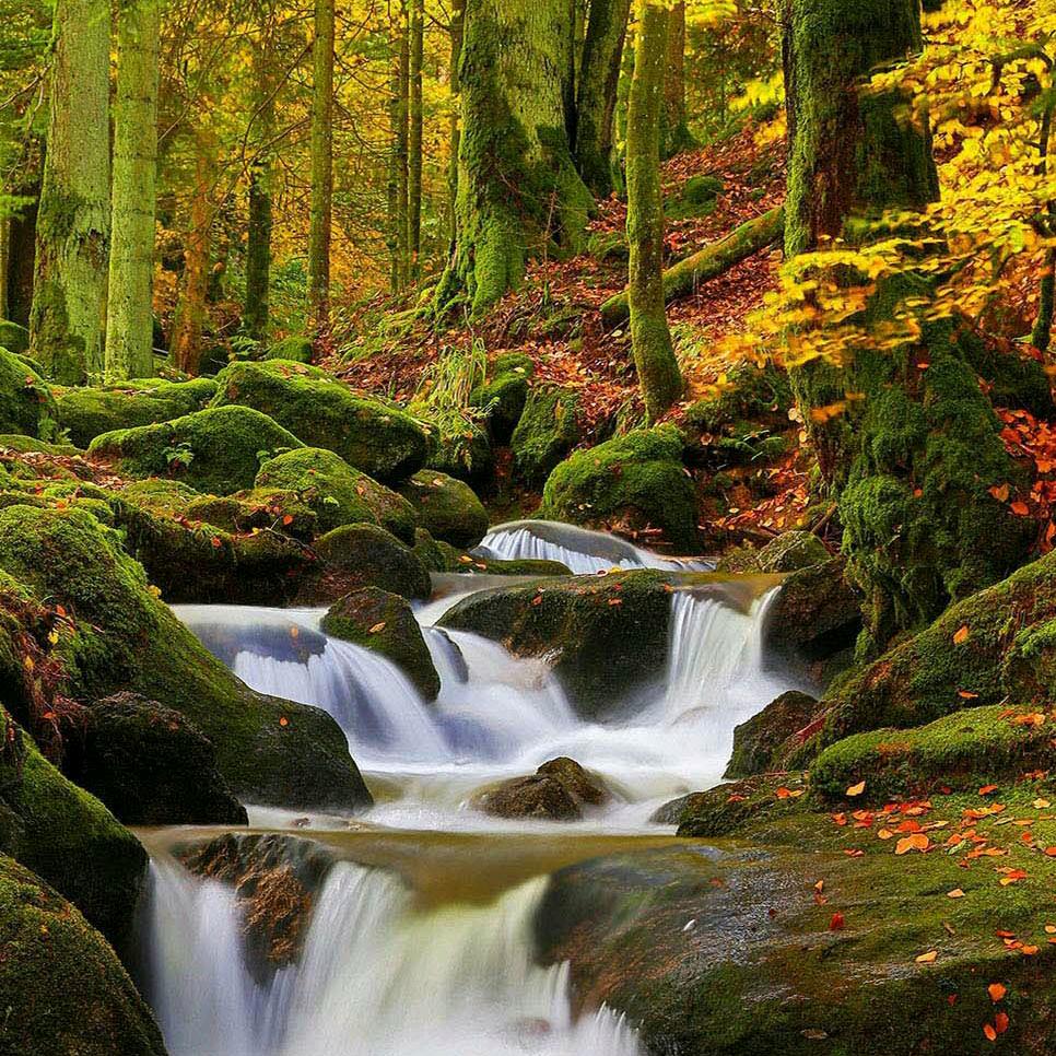 仪陇人在广东（手机剪辑）