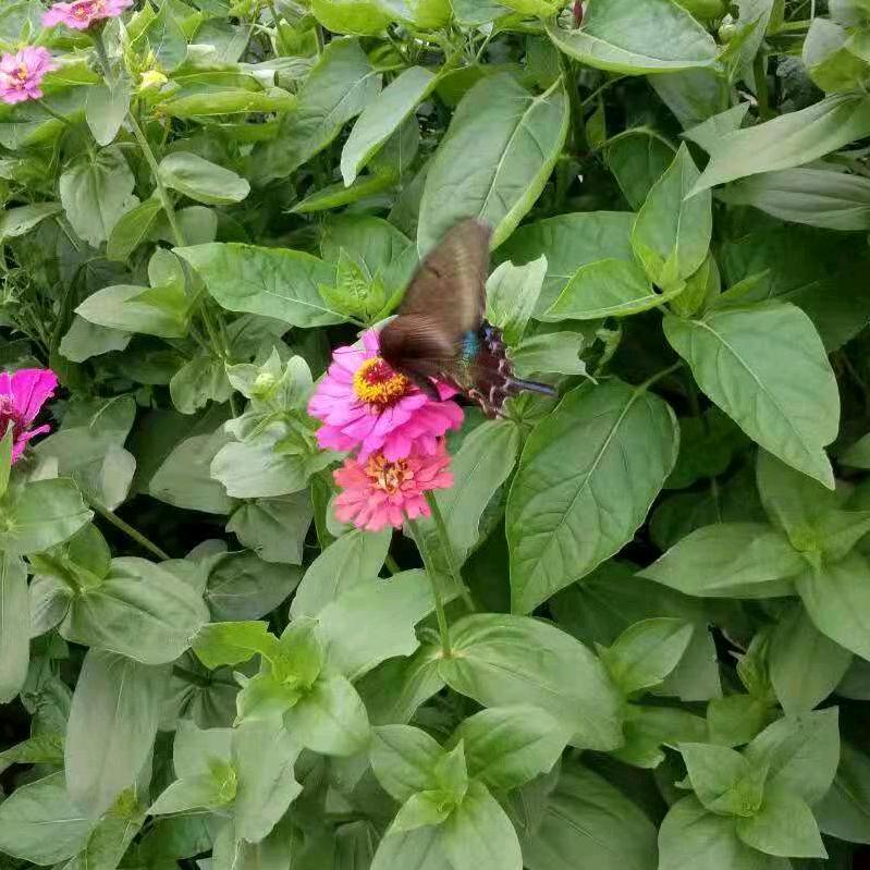 隋鈊鎖慾