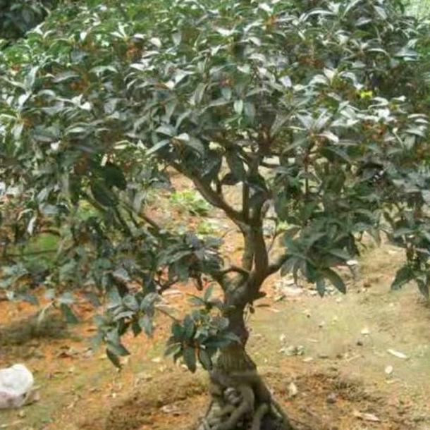 蓝天物流龚会军