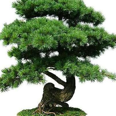 清朗的天