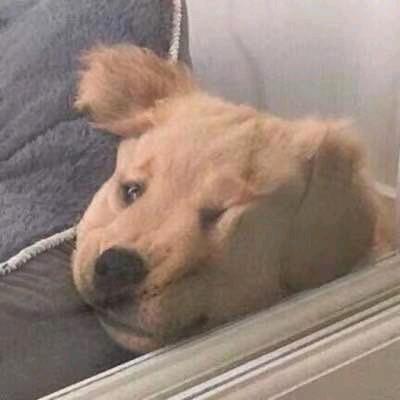 猪猪大兵🐷