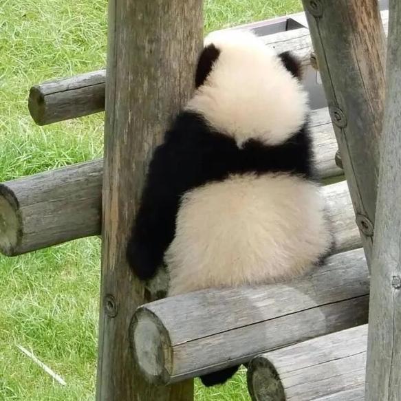可乐不可口