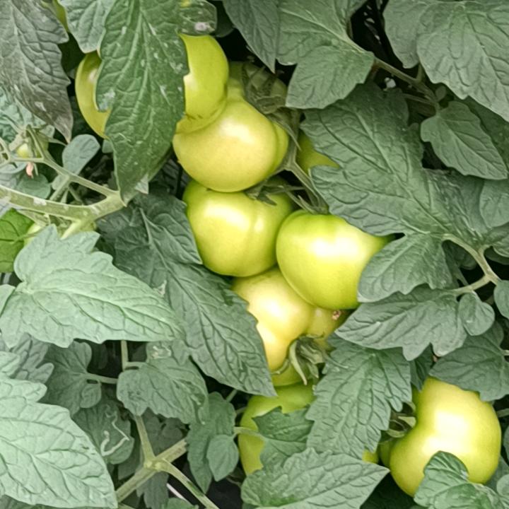 攀枝花蔬菜、水果代办小肖