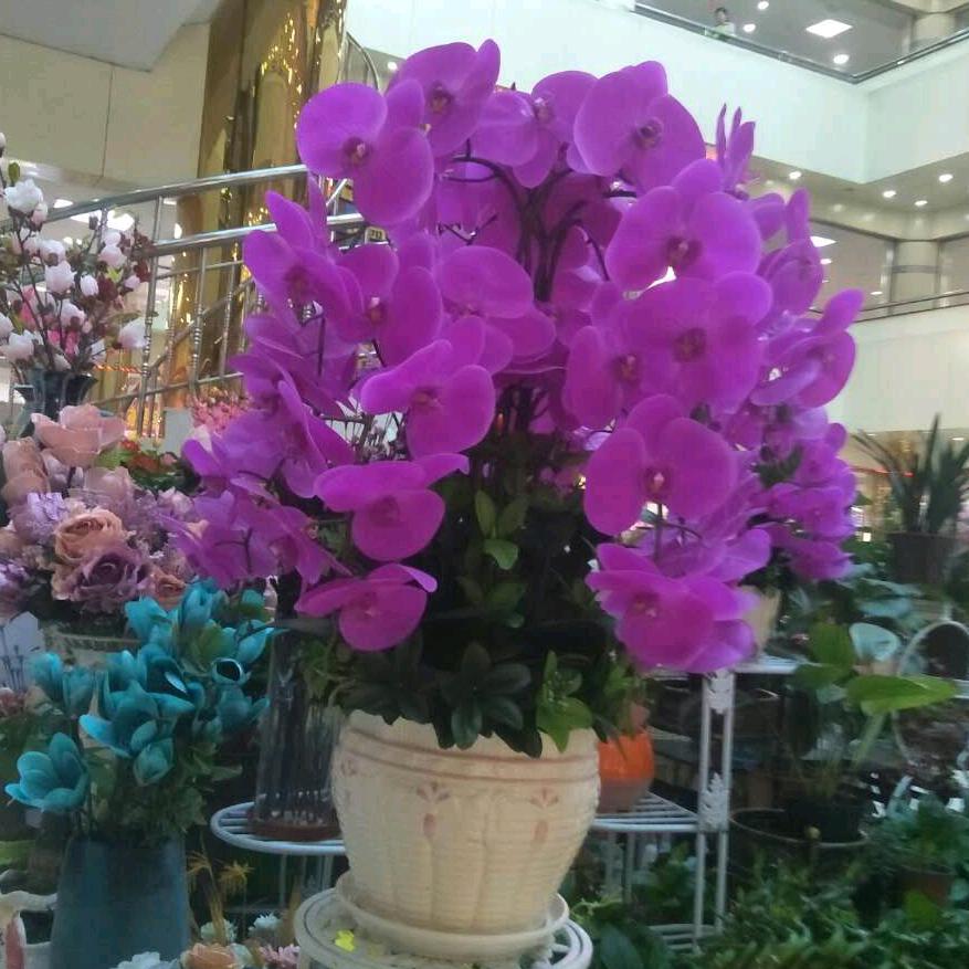 兰花