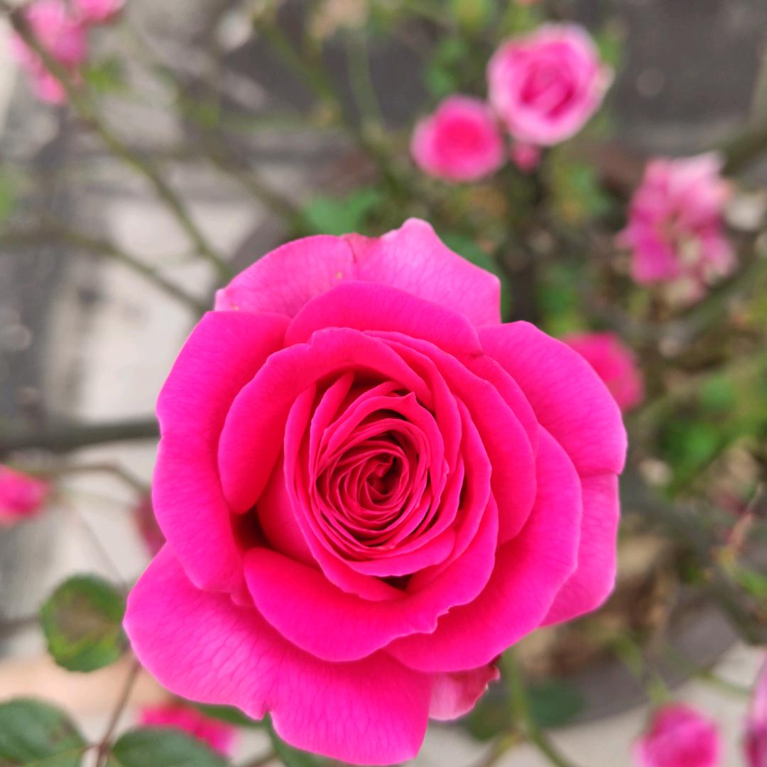 💕᭄唯周ꦻ⁵₂⁰宠李ꦿ࿐ᩚ