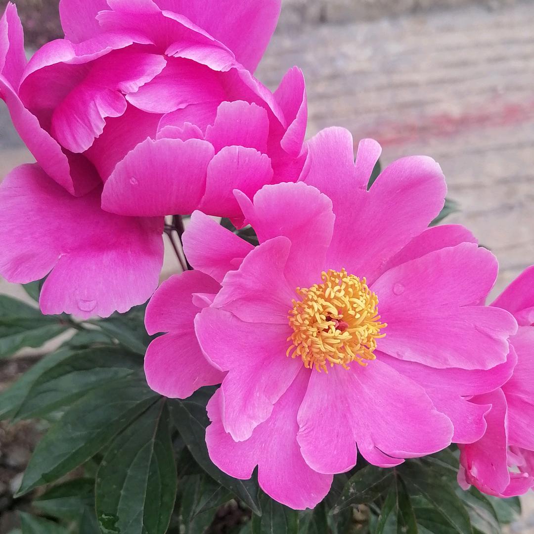 🌿一切随意🌿