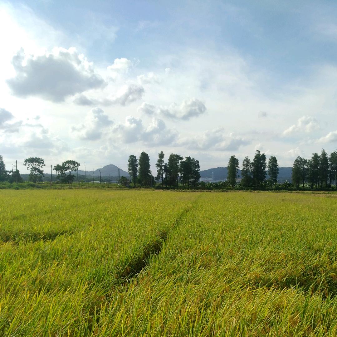 周小春