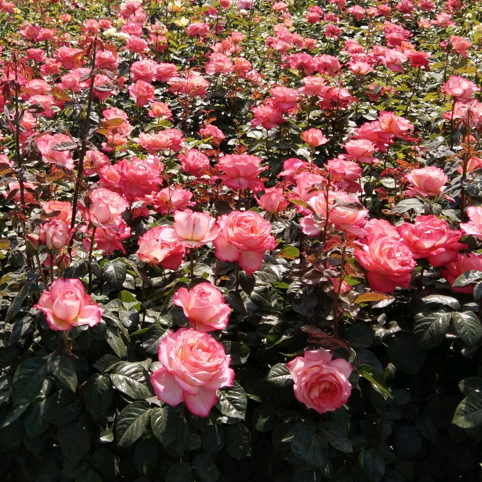 平凡的世界~拒绝合拍