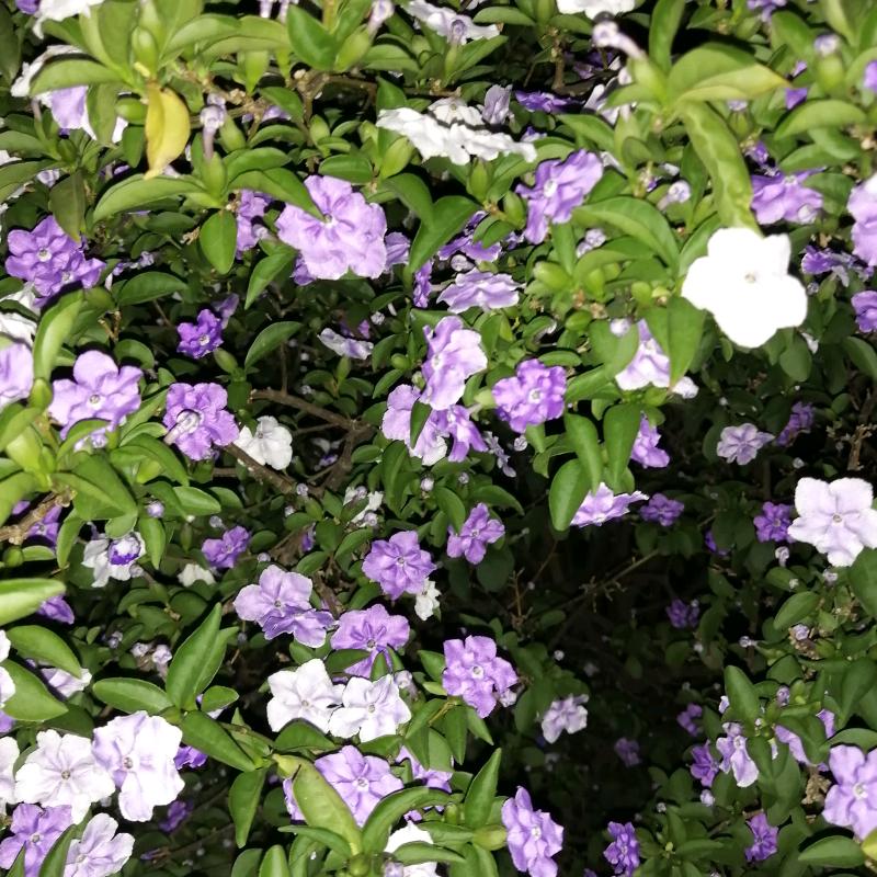 菲菲