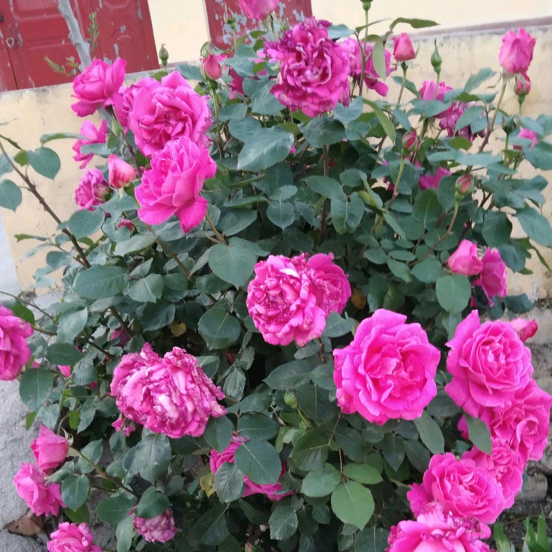 管氏家族20世～堂