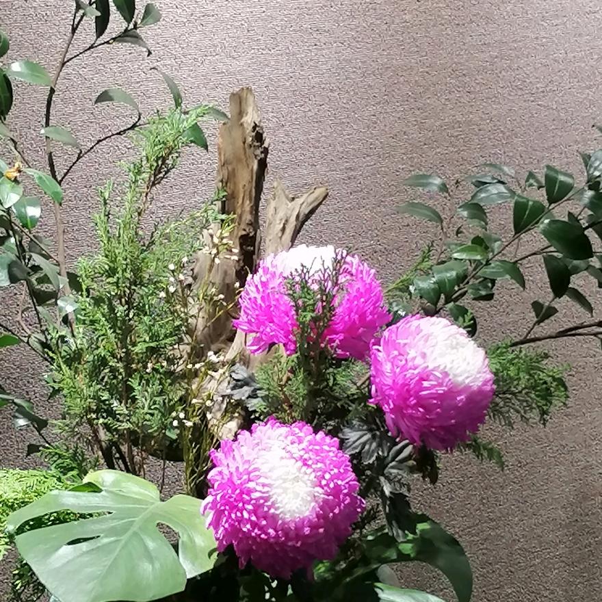 浅草飞扬