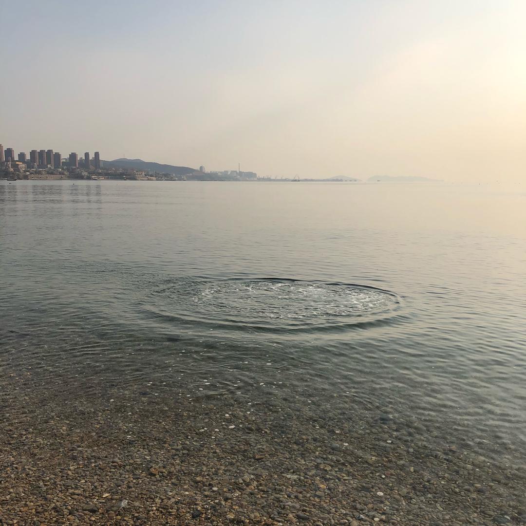 乘风破浪的胖豆